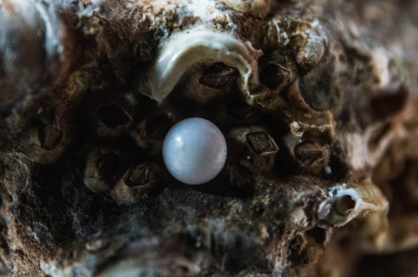 Ngọc trai – Loại đá quý duy nhất là tạo tác từ một loài sinh vật